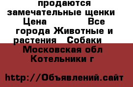 продаются замечательные щенки › Цена ­ 10 000 - Все города Животные и растения » Собаки   . Московская обл.,Котельники г.